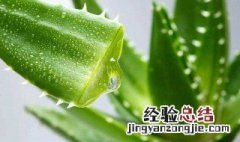 芦荟有什么功效 芦荟的八大神奇功效介绍