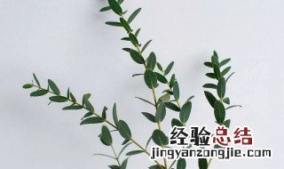 尤加利怎么水养 尤加利叶能水养吗