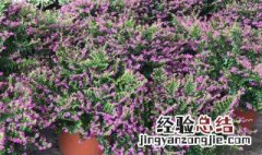 孔雀花怎么养殖技术 孔雀花怎么养殖技术与管理