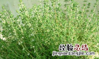 香草怎么养长的好 香香草怎么养