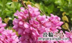 紫荆花怎么养家庭养法图片 紫荆花怎么养家庭养法