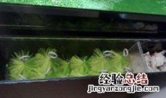 家用鱼池消菌最简单方法视频 家用鱼池消菌最简单方法