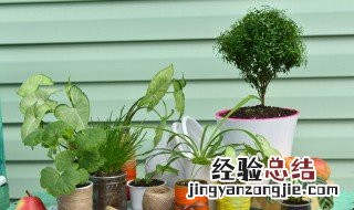 盆栽花卉冬天浇水 植物盆栽冬天要浇水吗