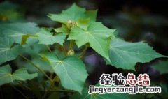 芙蓉花叶子有斑点怎么办 芙蓉花的叶片有斑点是怎么回事