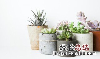 长寿花越养越小怎么办 长寿花叶片越养越小怎么办