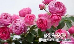 凌霄花嫁接月季花方法 凌霄花嫁接图解