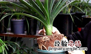 君子兰的根干瘪怎么补救 君子兰根缺水干瘪怎么办