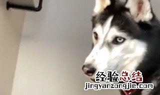 狗狗有什么坏心思了是什么梗 狗狗有什么坏心思了是什么意思