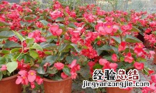 四季海棠根部腐烂 四季海棠烂根怎么办