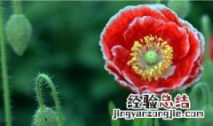 虞美人什么季节种植 虞美人冬天怎么种