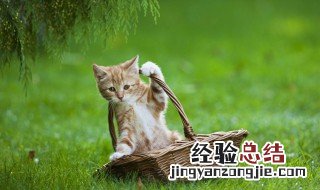 猫草种植方法 猫草怎么种植