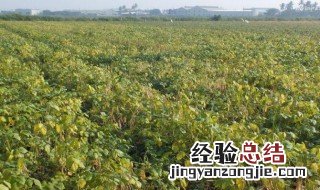 红小豆怎么种植方法 红小豆如何种植