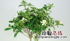 栀子花花期怎么养护管理的技巧 栀子花养护与管理方法