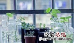 家里怎么养多肉植物 家里如何养多肉植物