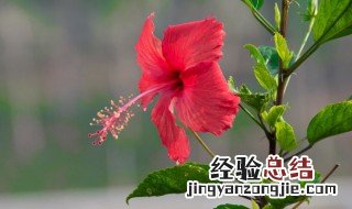 扶桑花怎么养家庭养法 如何养扶桑花