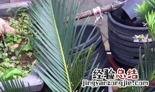 铁树的养殖方法和注意事项 铁树怎么养殖方法和注意事项