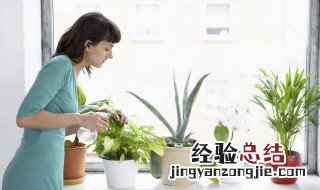 什么植物好养 室内好养活的植物