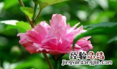 木菊花的养殖方法 木菊花如何养殖