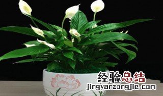 白鹤芋的养殖方法 白鹤芋如何养殖