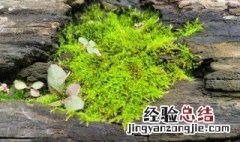 水苔养殖方法和注意事项 水苔怎么养殖方法