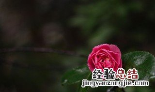 人参榕叶片黑斑落叶子 人参榕叶子发黑斑掉叶子怎么办