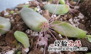 多肉怎样除虫 多肉植物怎么除虫