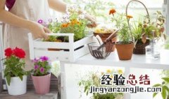 家里的室内土培植物怎么施肥 室内植物怎样施肥