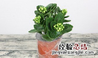 长寿花的养护方法 长寿花怎么护养