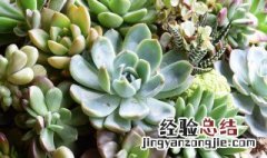 罗密欧多肉怎么养 多肉植物罗密欧的养殖方法