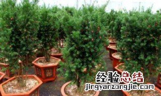 红豆杉冬天怎么养 红豆杉怎么过冬天