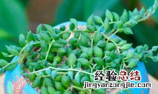 情人泪怎么浇水方法 情人泪多久浇水一次