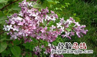 丁香花怎么种植 丁香花怎么种植盆栽