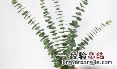 尤加利叶醒花叶子可以泡水吗 尤加利叶怎么醒花