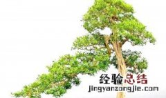 九里香怎么种植树 九里香怎么种植