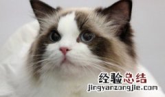 女生不能和猫一起睡 女生不能和猫一起睡的原因