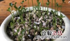 盆栽种子种植方法 盆栽种子怎么种植