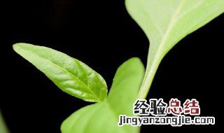 虎头茉莉冬季养护方法 虎头茉莉秋冬季节咋养