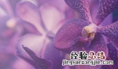 兰花怎么过冬 兰花怎么过冬?