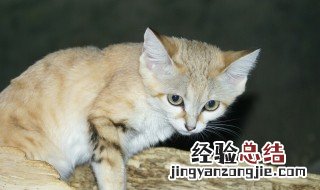 沙丘猫为什么不能养 沙丘猫为什么不可以养