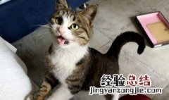 为什么说不能养小野猫 不能养小野猫的原因