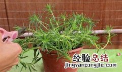 太阳花怎么水养 太阳花怎么水养才能开花