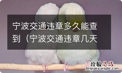 宁波交通违章几天以后可以查看 宁波交通违章多久能查到