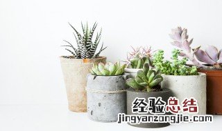 新买的多肉植物怎么养 刚买来多肉植物怎么养