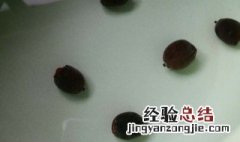 睡莲种子怎样催芽 睡莲种子怎么发芽快