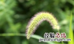 狗尾巴草的花语唯美 狗尾巴草的花语