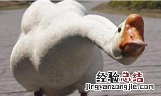 大鹅是什么意思 大鹅是什么