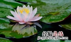 睡莲怎么养才能开花多 盆栽睡莲怎样养能开花