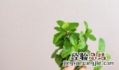 薄荷怎么养才能更旺盛一些 薄荷怎么养才能更旺盛