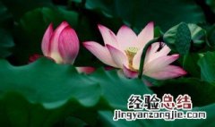 家庭养殖荷花什么时候翻盆 荷花第翻盆注意事项