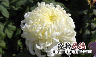 菊花如何养植 菊花如何养